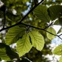 Feuilles d'arbres